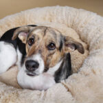 Heated Dog Beds