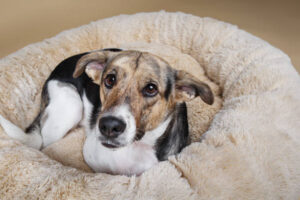 Heated Dog Beds
